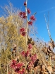sklep ogrodniczy - Oczar wiosenny AMETHYST Hamamelis vernalis C3/20-30cm *K12