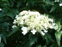 sadzonki - Hortensja krzewiasta EMERALD LACE Hydrangea arborescens /C10 *K19