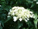 rośliny ozdobne - Hortensja krzewiasta EMERALD LACE Hydrangea arborescens /C10 *K19