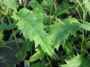 rośliny ozdobne - Hortensja krzewiasta EMERALD LACE Hydrangea arborescens /C10 *K19