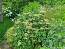 rośliny ozdobne - Hortensja krzewiasta EMERALD LACE Hydrangea arborescens /C10 *K19