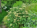 rośliny ogrodowe - Hortensja krzewiasta EMERALD LACE Hydrangea arborescens /C10 *K19