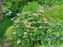 sadzonki - Hortensja krzewiasta EMERALD LACE Hydrangea arborescens /C10 *K19