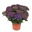 sklep ogrodniczy - Hortensja ogrodowa DEEP PURPLE® Hydrangea macrophylla /C2 *9