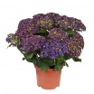 rośliny ogrodowe - Hortensja ogrodowa DEEP PURPLE® Hydrangea macrophylla /C2 *9