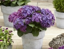 rośliny ogrodowe - Hortensja ogrodowa DEEP PURPLE® Hydrangea macrophylla /C2 *9