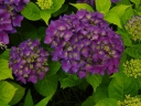 rośliny ozdobne - Hortensja ogrodowa DEEP PURPLE® Hydrangea macrophylla /C2 *9