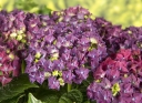 sklep ogrodniczy - Hortensja ogrodowa DEEP PURPLE® Hydrangea macrophylla /C2 *9