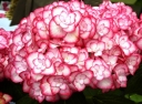 rośliny ozdobne -  Hortensja ogrodowa MISS SAORI ® H-20-2 Hydrangea macrophylla /C3 *9