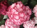 sklep ogrodniczy - Hortensja ogrodowa MISS SAORI ® H-20-2 Hydrangea macrophylla /C3 *9
