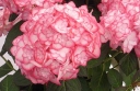 rośliny ozdobne - Hortensja ogrodowa MISS SAORI ® H-20-2 Hydrangea macrophylla /C3 *9