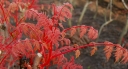 rośliny ogrodowe -  Mydleniec wiechowaty CORAL SUN® Koelreuteria paniculata C3/150cm *8