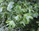 sklep ogrodniczy - Tulipanowiec amerykański ROTHAAN Liriodendron tulipifera C7,5/1,2-1,6m