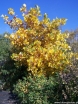 rośliny ogrodowe - Tulipanowiec amerykański ROTHAAN Liriodendron tulipifera C7,5/1,2-1,6m