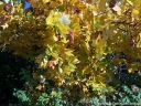 sklep ogrodniczy - Tulipanowiec amerykański ROTHAAN Liriodendron tulipifera C7,5/1,2-1,6m