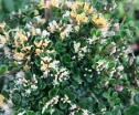 sklep ogrodniczy -  Wiciokrzew płożący LITTLE HONEY Lonicera crassifolia /C1,5
