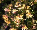 sadzonki - Wiciokrzew płożący LITTLE HONEY Lonicera crassifolia /C1,5