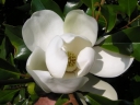 sadzonki -  Magnolia grandiflora FRANCOIS TREYVE Zimozielona wielkokwiatowa C5/80cm *K12