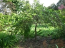 sklep ogrodniczy - Błotnia płacząca AUTUMN CASCADE Kląża leśna Nyssa sylvatica C2/80cm