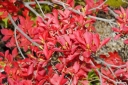 rośliny ozdobne - Enkianthus deflexus Enkiant 50cm/bryła