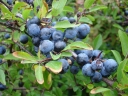 rośliny ozdobne -  Śliwa tarnina ROSEA Tarnina tarka Prunus spinosa C3/100cm