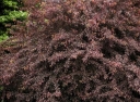 sadzonki - Śliwa tarnina ROSEA Tarnina tarka Prunus spinosa C3/100cm