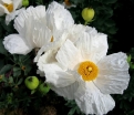rośliny ogrodowe -  Romneya coulteri Mak kalifornijski /C2 *K11