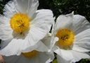 rośliny ogrodowe - Romneya coulteri Mak kalifornijski /C2 *K11