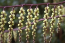 sadzonki -  Stachiurek chiński JOY FOREVER Stachyurus chinensis
