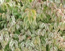 sklep ogrodniczy - Stachiurek chiński JOY FOREVER Stachyurus chinensis