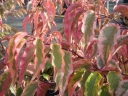 sadzonki - Stachiurek chiński JOY FOREVER Stachyurus chinensis