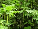 rośliny ozdobne - Skrzydłorzech japoński Pterocarya rhoifolia