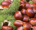 rośliny ozdobne -  Kasztan jadalny VARIEGATA Castanea sativa C10/1,2m
