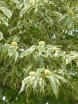 rośliny ogrodowe - Kasztan jadalny VARIEGATA Castanea sativa C10/1,2m