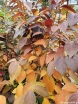 rośliny ozdobne - Styrak japoński EVENING LIGHT Styrax japonica C4/60-80cm *TL