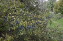 sklep ogrodniczy - Symplokos wiechowaty Symplocos paniculata C2/60-80cm *K13