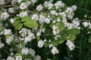 rośliny ogrodowe - Symplokos wiechowaty Symplocos paniculata C2/60-80cm *K13
