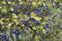 rośliny ozdobne - Symplokos wiechowaty Symplocos paniculata C2/60-80cm *K13