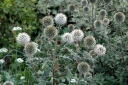 sklep ogrodniczy - Przegorzan kulisty ARCTIC GLOW Echinops sphaerocephalus /P9 *K16