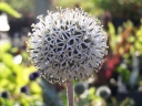 sadzonki - Przegorzan kulisty ARCTIC GLOW Echinops sphaerocephalus /P9 *K16