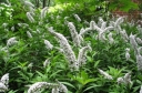 rośliny ozdobne - Tojeść orszelinowa Lysimachia clethroides C2