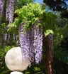 rośliny ogrodowe - Wisteria floribunda (Glicynia kwiecista)