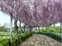 rośliny ozdobne - Wisteria floribunda (Glicynia kwiecista)
