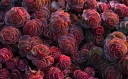 rośliny ozdobne -  Rozchodnik DRAGON'S BLOOD Sedum /P9 *K16