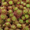 rośliny ozdobne - Rozchodnik DRAGON'S BLOOD Sedum /P9 *K16