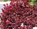 sklep ogrodniczy - Rozchodnik DRAGON'S BLOOD Sedum /P9 *K16
