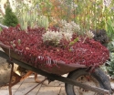 sadzonki - Rozchodnik DRAGON'S BLOOD Sedum /P9 *K16