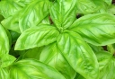 rośliny ogrodowe -  Bazylia cytrynowa - 0,5g nasion Ocinum basilicum citriodora