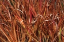 sadzonki -  Miskant chiński Africa (Miscanthus sinensis Africa) C2 *K5