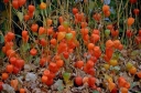 rośliny ozdobne - Miechunka pomidorowa AMARYLLA 0,5 g nasion Physalis ixocarpa